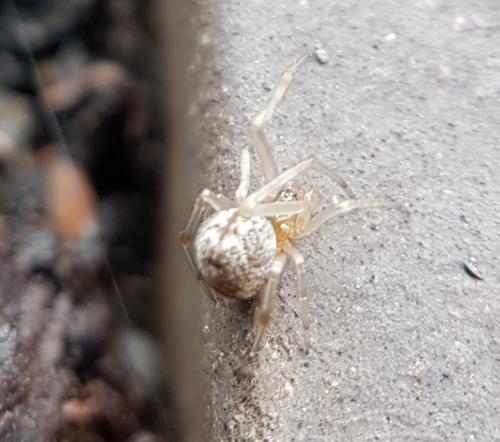 Réf. 213 131 : Parasteatoda sp.